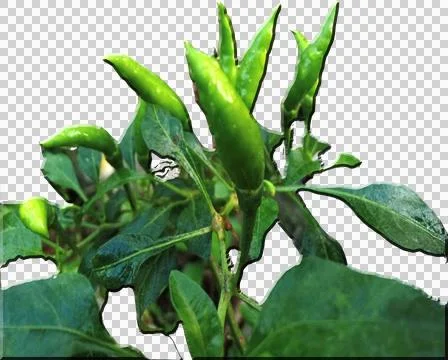 Chilli Stock Illustration