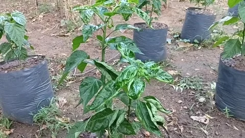 Chilli Leaf Curl Disease Virus Sri Lanka Видео 338422653