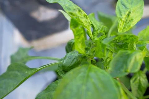 Chilli mosaic virus (CMV) is common disease of chilli. The leaves turned to u Stock Photos