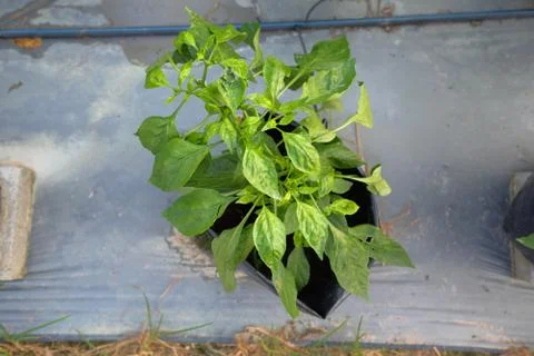 Chilli mosaic virus (CMV) is common disease of chilli. The leaves turned to u Stock Photos