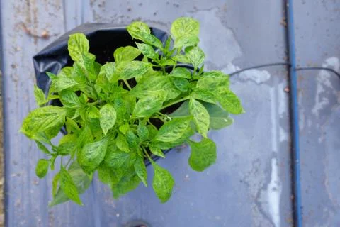 Chilli mosaic virus (CMV) is common disease of chilli. The leaves turned to u Stock Photos