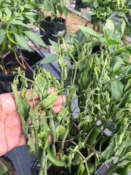 Chilli mosaic virus (CMV) is common disease of chilli. The leaves turned to u Stock Photos