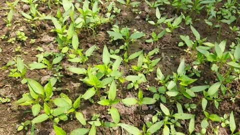 Chilli Nursery ready for plantation. Stock Footage 201233138