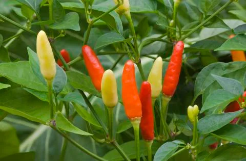 Chilli Pepper Bush Stock Photos