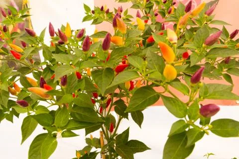 Chilli pepper bush Stock Photos