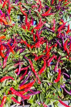 Chilli pepper bush Stock Photos