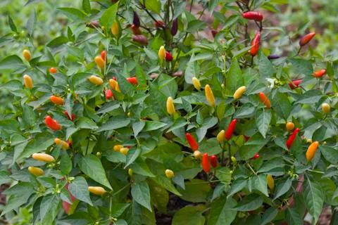 Chilli Pepper Bush Stock Photos