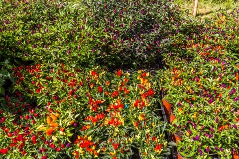 Chilli pepper bushes Stock Photos