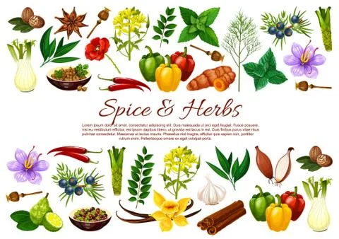 Chilli, pepper, cinnamon, garlic. Spice and herbs Stock Illustration