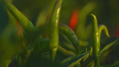 Chilli pepper garden concept, organic chillies vegetable planting in farm 库存影片 127403552