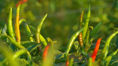 Chilli pepper garden concept, organic chillies vegetable planting in farm Stock Footage 127403699