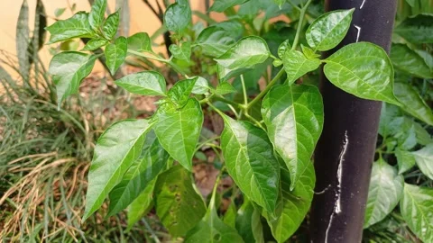 Chilli pepper garden concept, organic chillies vegetable planting in the house Stock Footage 243703396