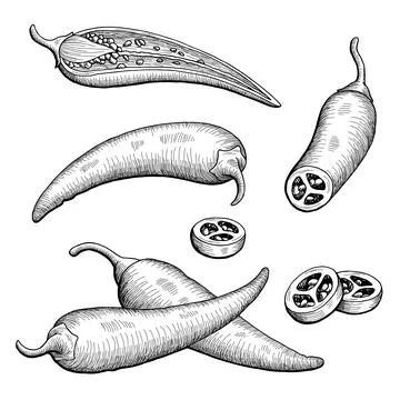 Chilli pepper graphic black white isolated sketch illustration vector Stock Illustration