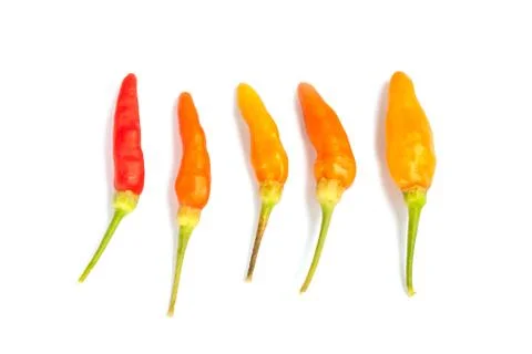 Chilli pepper isolated Stock Photos