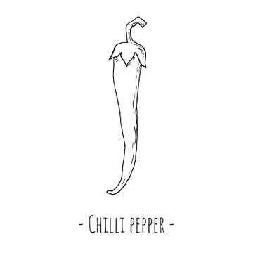 Chilli pepper. Isolated on white. Vector illustration. Hand-drawn. Stock Illustration