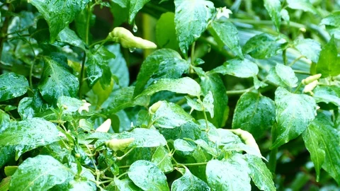 Chilli pepper in organic farm	 Video stock 95313403