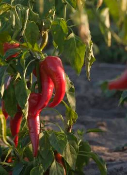 Chilli pepper Stock Photos