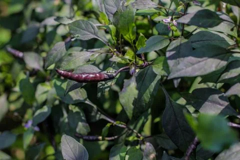 Chilli pepper Foto stock