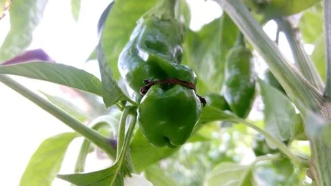 Chilli Pepper Red Penis Peter 写真素材