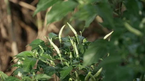 Chilli pepper on tree, rural agriculture cultivation Stock Footage 159107199