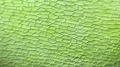 Chilli pepper under the optical microscope Magnification 100x Stock Footage 314638035