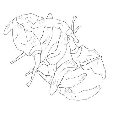 Chilli Pepper Vector - Bold and Spicy Design Element Stock Illustration