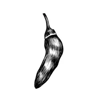 Chilli Pepper Vector - Bold and Spicy Design Element Stock Illustration