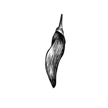 Chilli Pepper Vector - Bold and Spicy Design Element 스톡 일러스트