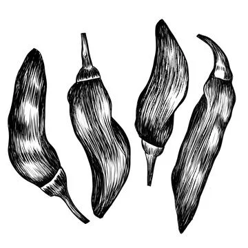 Chilli Pepper Vector - Bold and Spicy Design Element Stock Illustration