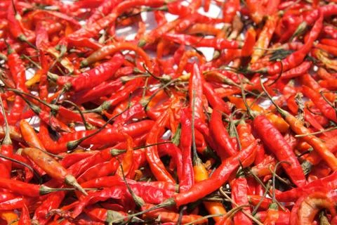 Chilli peppers to dry Stock Photos
