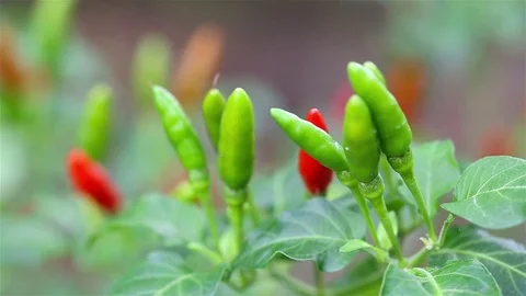 Chilli peppers Stock Footage 77330038
