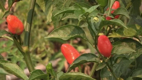Chilli peppers growing on bush Video stock 84721626