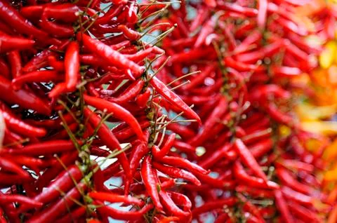 Chilli peppers 스톡 사진