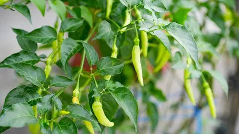 Chilli peppers on tree in the garden Stock Photos