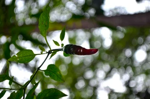 Chilli Stock Photos