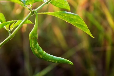 Chilli Stock Photos