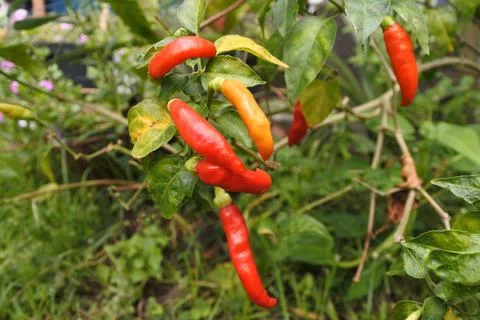 Chilli Stock Photos