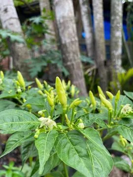 Chilli Stock-Fotos