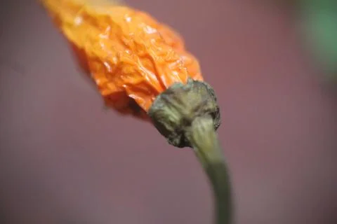 Chilli Fotos de archivo