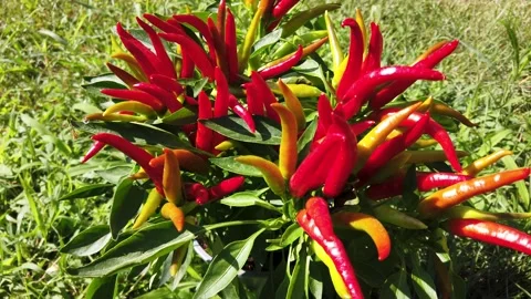 Chilli plant, Caspicum annuum Stock Footage 202629025
