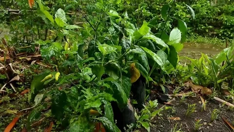 A chilli plant caught in the rain Stock Footage 217865230