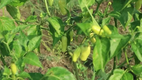 CHILLI PLANT Stockbeeldmateriaal 208624084