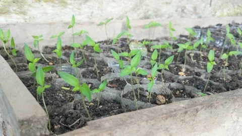 Chilli plant Stock Footage 260606671