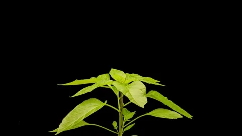 Chilli plant growing time lapse Stock Footage 246382472