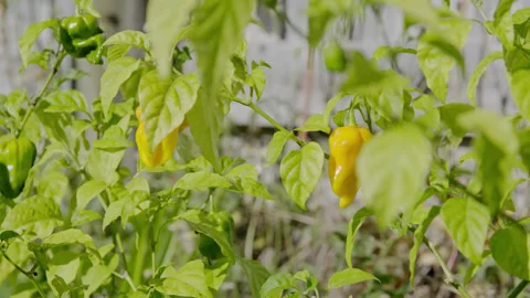 A chilli plant loaded with yellow and green chilli’s ready to be picked. Stock Footage 336459856