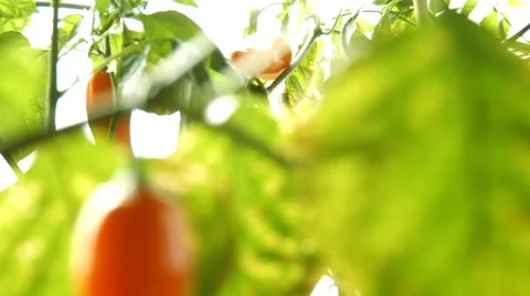 Chilli plant in Peru Stock Footage 52495505