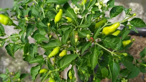 Chilli plants that bear fruit in pots Video stock 132089017