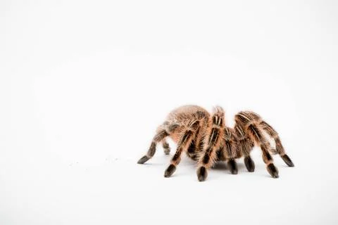 A Chilli Rose Tarantula Spider Stock Photos