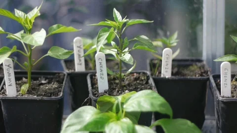 Chilli seedlings growing in greenhouse, camera moves right to left Stock Footage 86739715