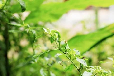 Chilli with sunlight. 스톡 사진